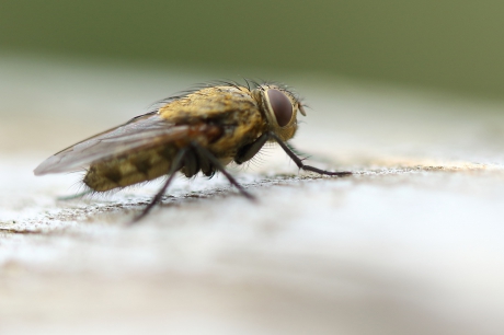 brom-vleesvlieg