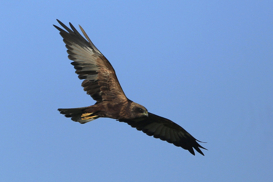 Bruin in blauw - Vogels - Bruine Kiekendief