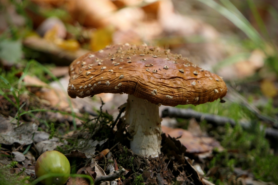 Bruin met ....... - Schimmels - Paddenstoel