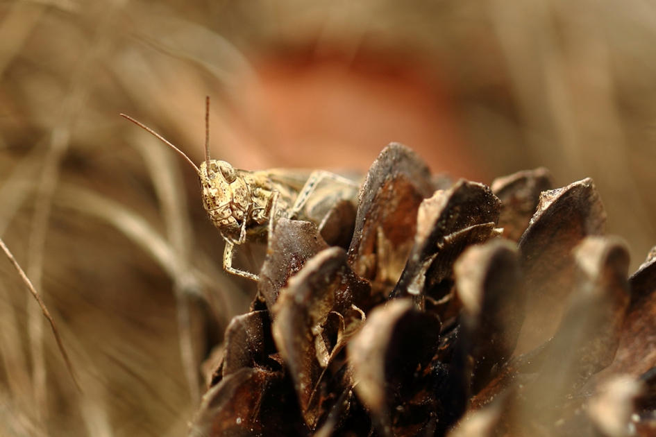 bruine sprinkhaan - Geleedpotigen - 