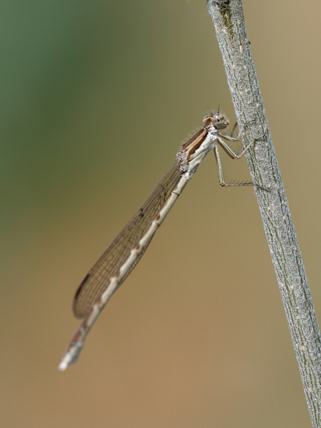 bruine winterjuffer -m-