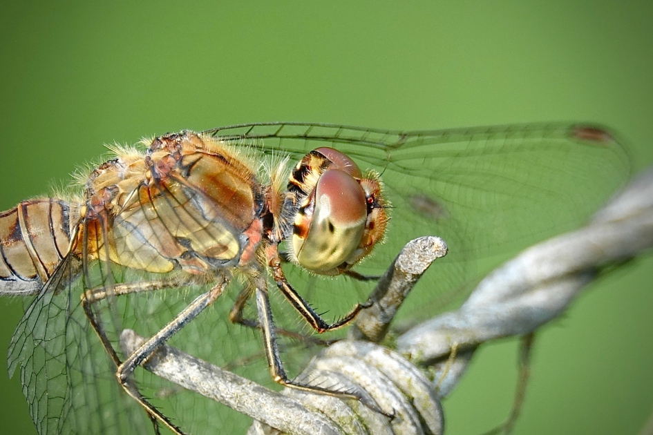 Bruinrode heidelibel - Geleedpotigen - Bruinrode heidelibel