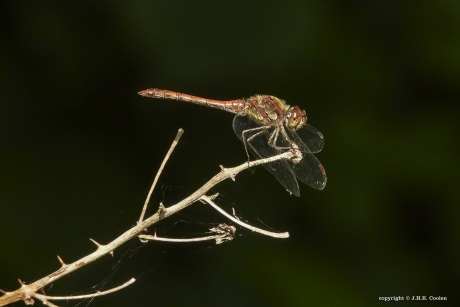 Bruinrode heidelibel (Sympetrum striolatum)