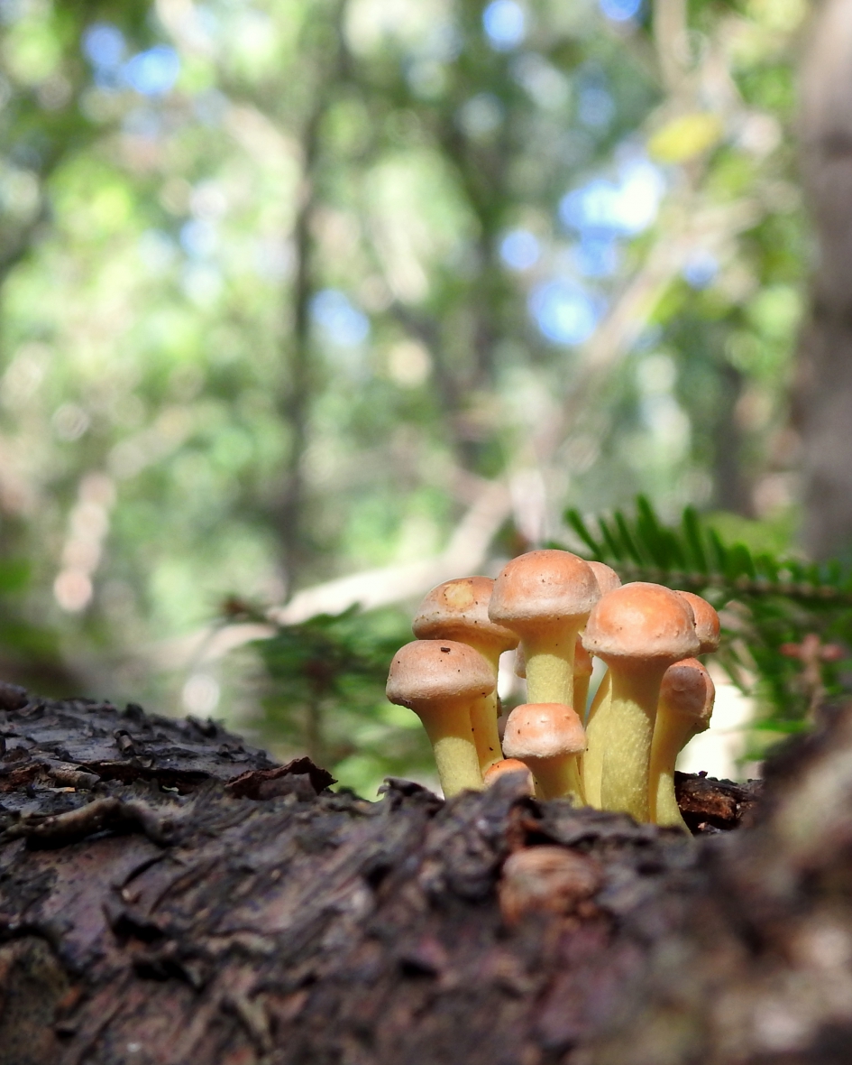 Bundeltje - Schimmels - 