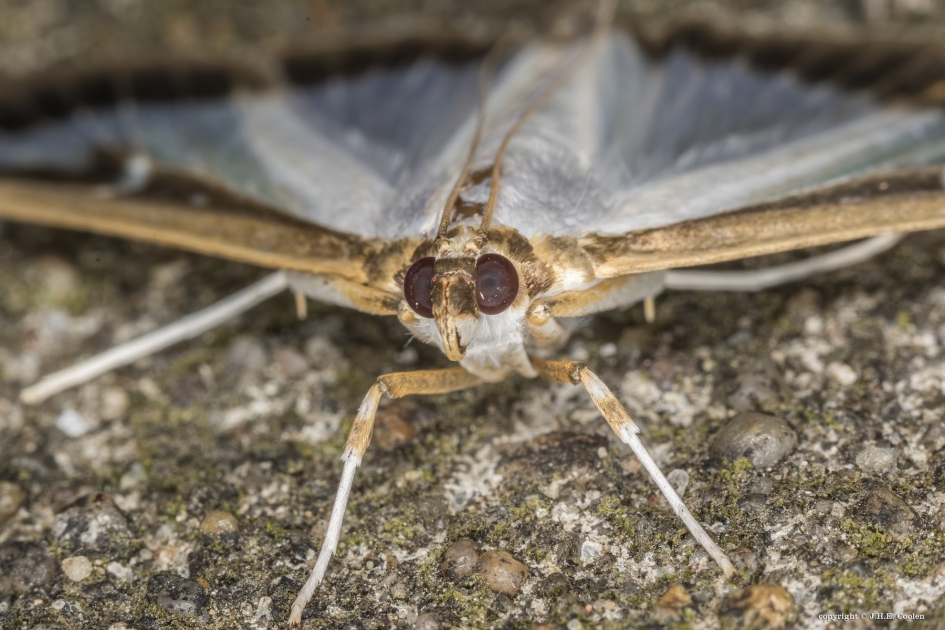 Buxusmot (Cydalima perspectalis) - Geleedpotigen - Buxusmot