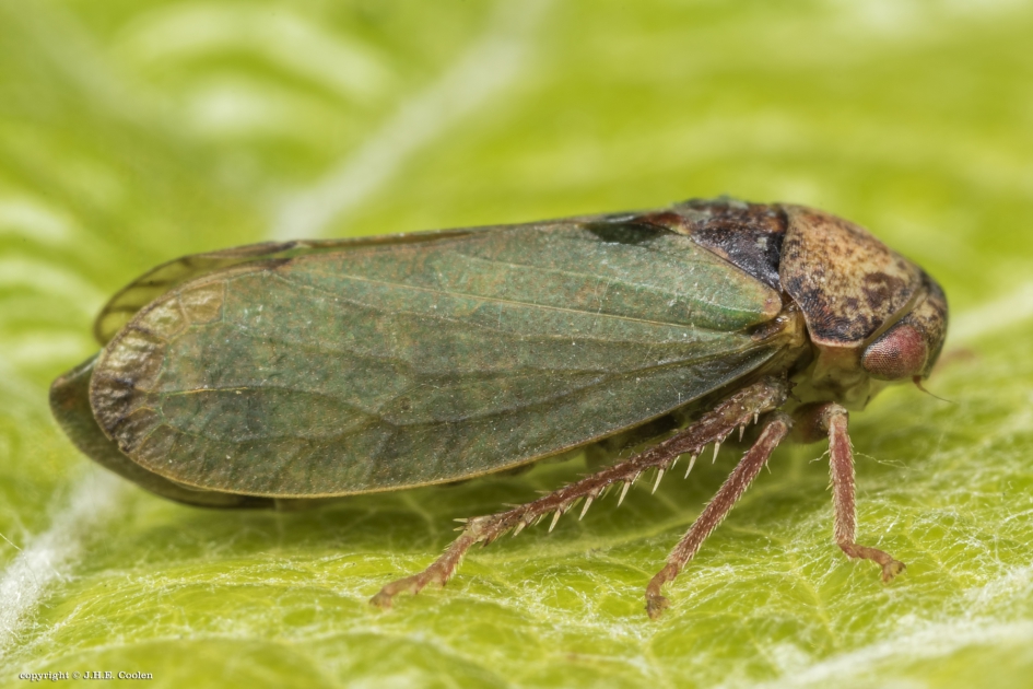 Cicade (Iassus Ianio) - Geleedpotigen - Cicade