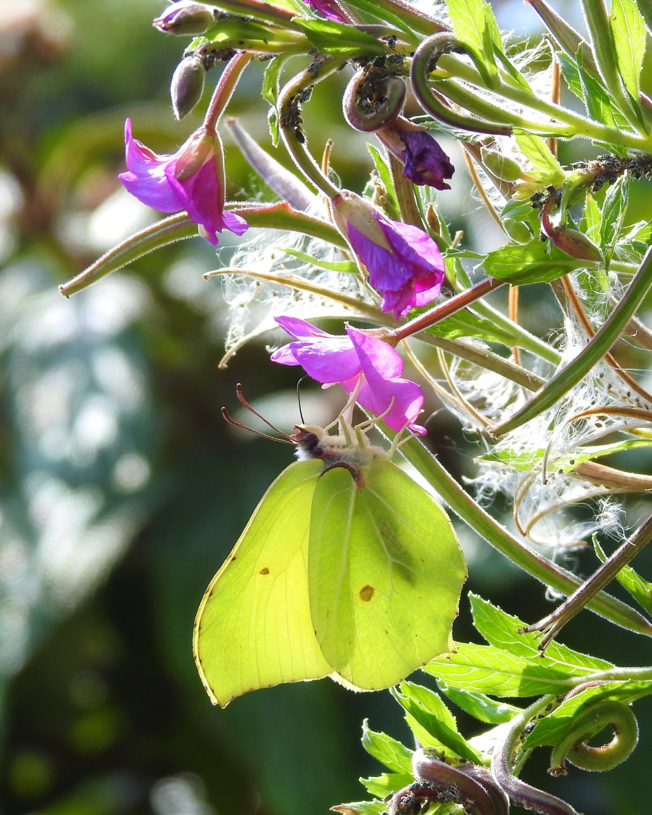 Citroentje - Geleedpotigen - Citroenvlinder