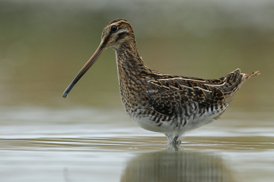 Close to us ... - Vogels - Watersnip