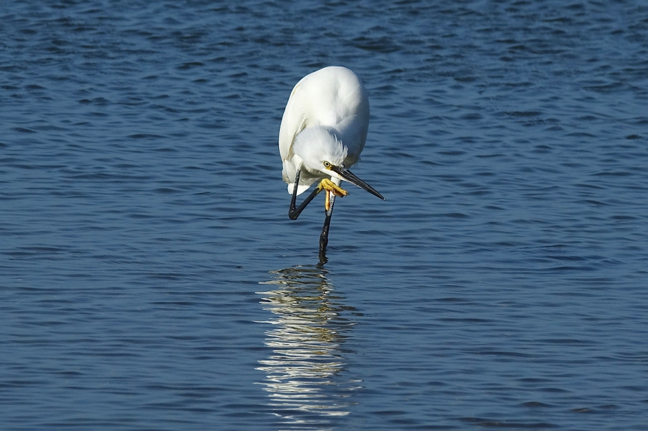 Daar zwemt mijn eten !! - Vogels - Kleine Zilverreiger