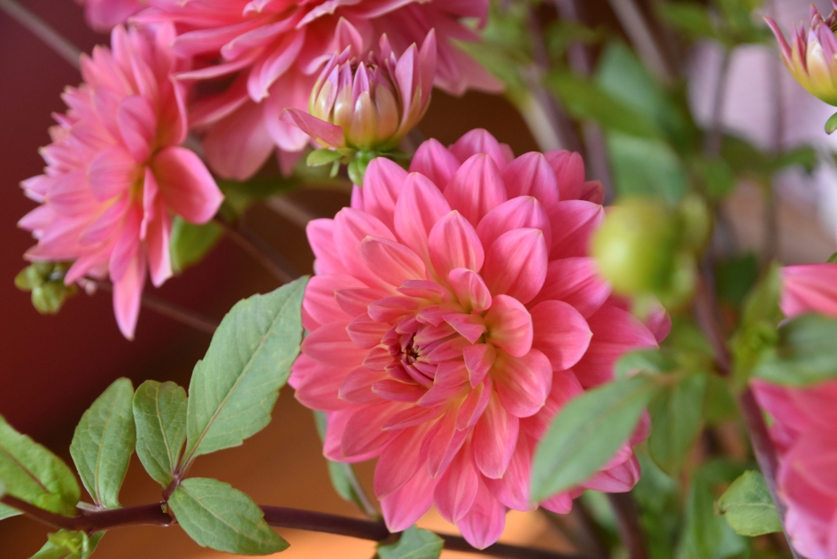 Dahlia’s - Planten - 