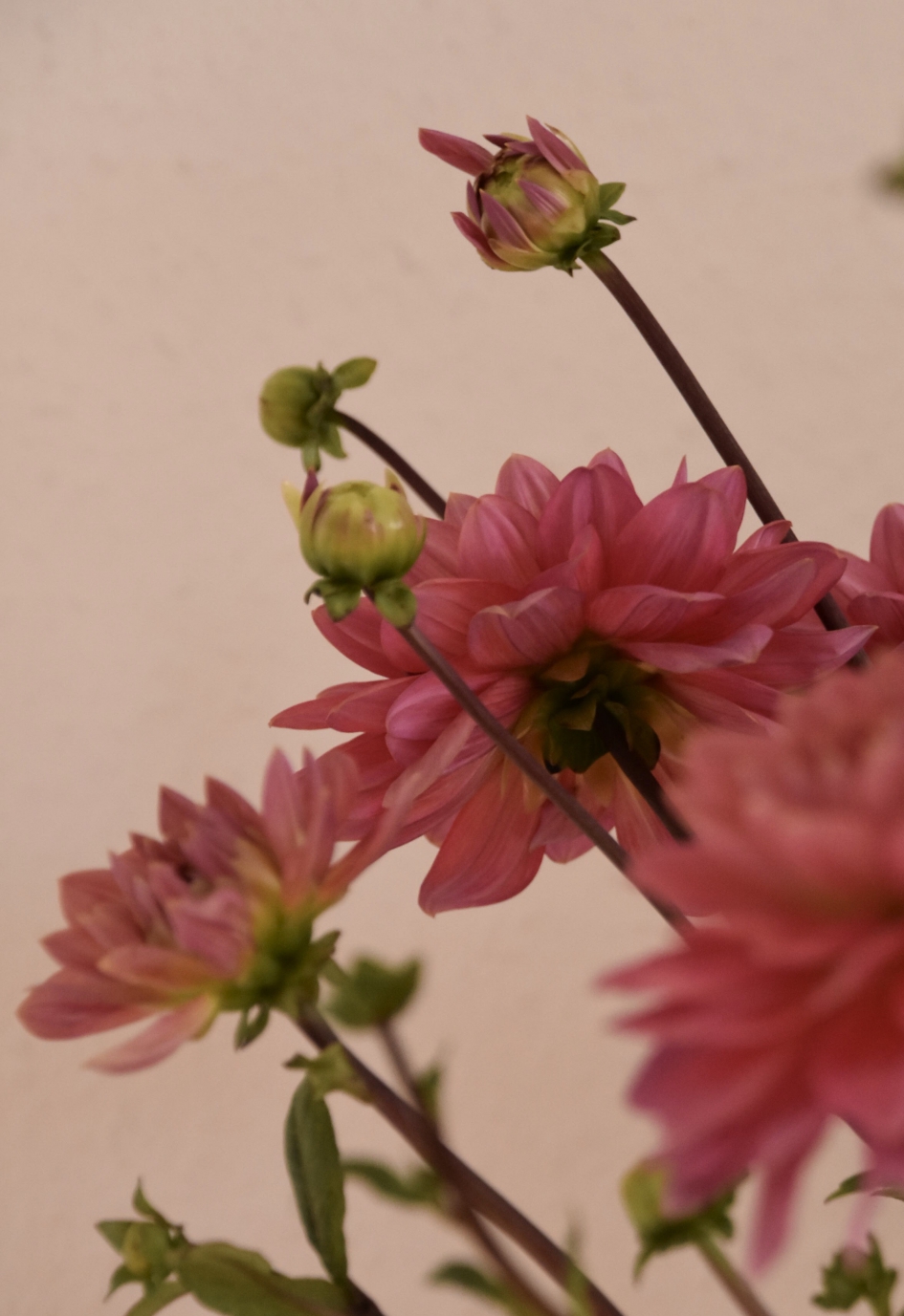 Dahlia’s - Planten - 
