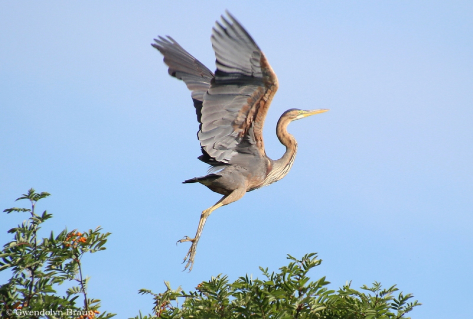 dansende purperreiger - Vogels - purperreiger