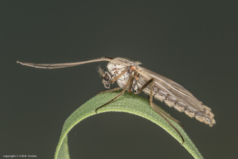 Dansmug - Geleedpotigen - Dansmug