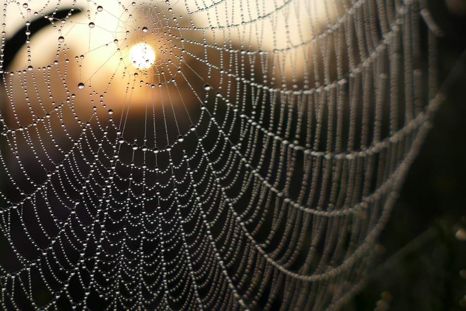 Dauwpareltjes in de herfst - Weer en landschap - Spinnenweb