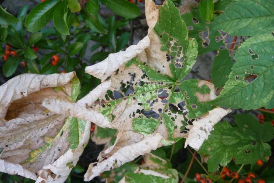 De droogte toch noch zichtbaar - Planten - 