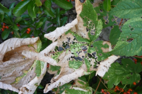 De droogte toch noch zichtbaar