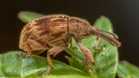 De gewone populierensnuitkever