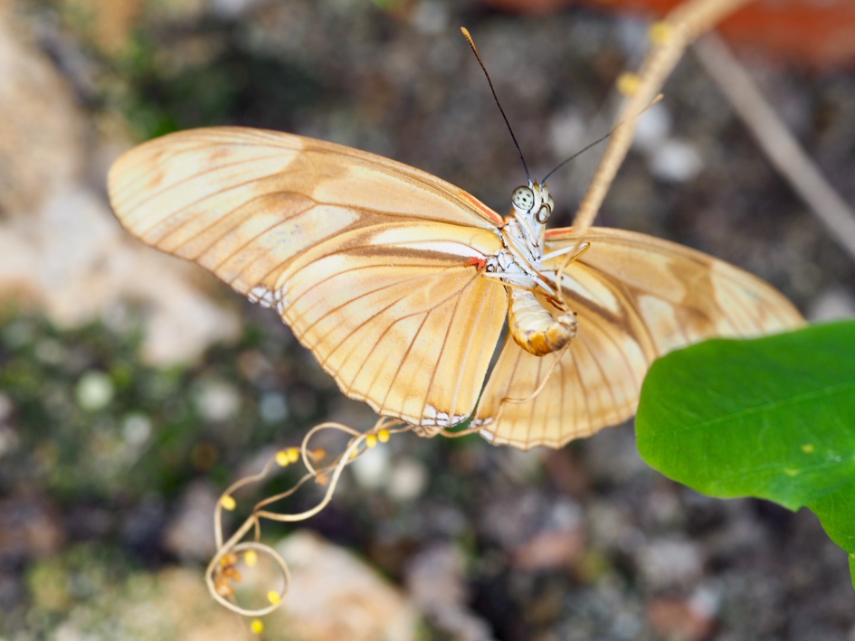 De vlinder van de eitjes - Geleedpotigen - ??
