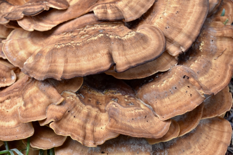 Deel van de reuzenzwam - Schimmels - 