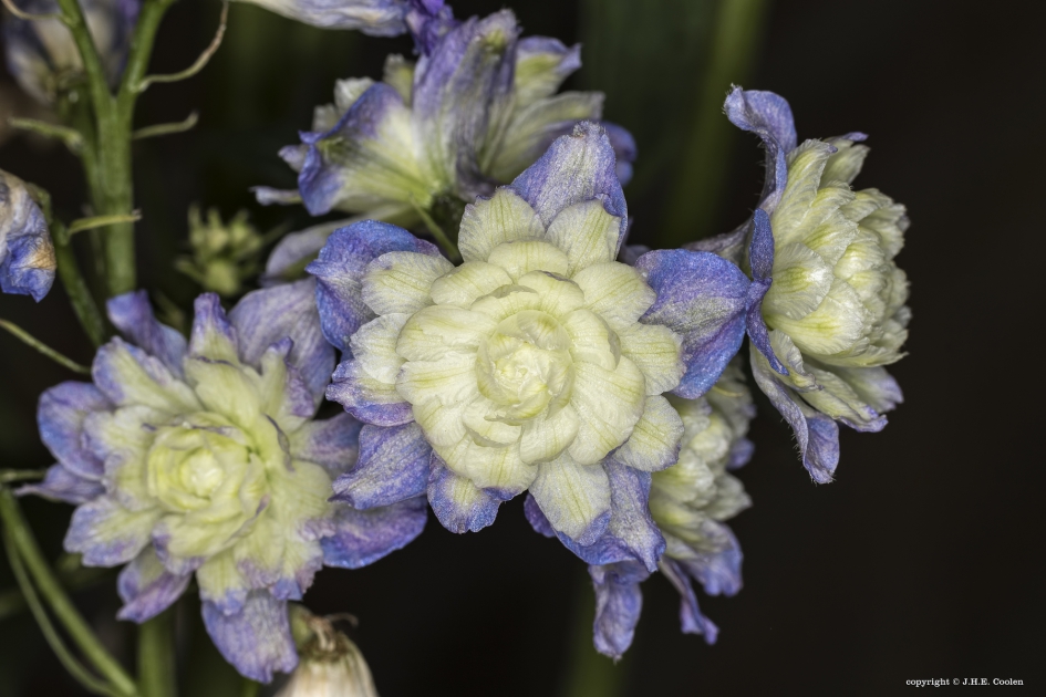Delphinium dasante - Planten - 