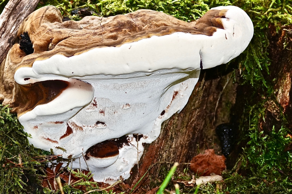 Dennenmoorder - Schimmels - Dennenmoorder