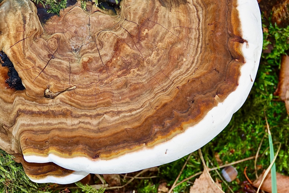 Dennenmoorder - Schimmels - Dennenmoorder