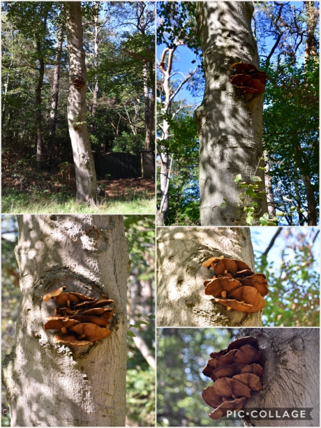 Deze paddenstoelen zaten op ongeveer 3 m hoog!