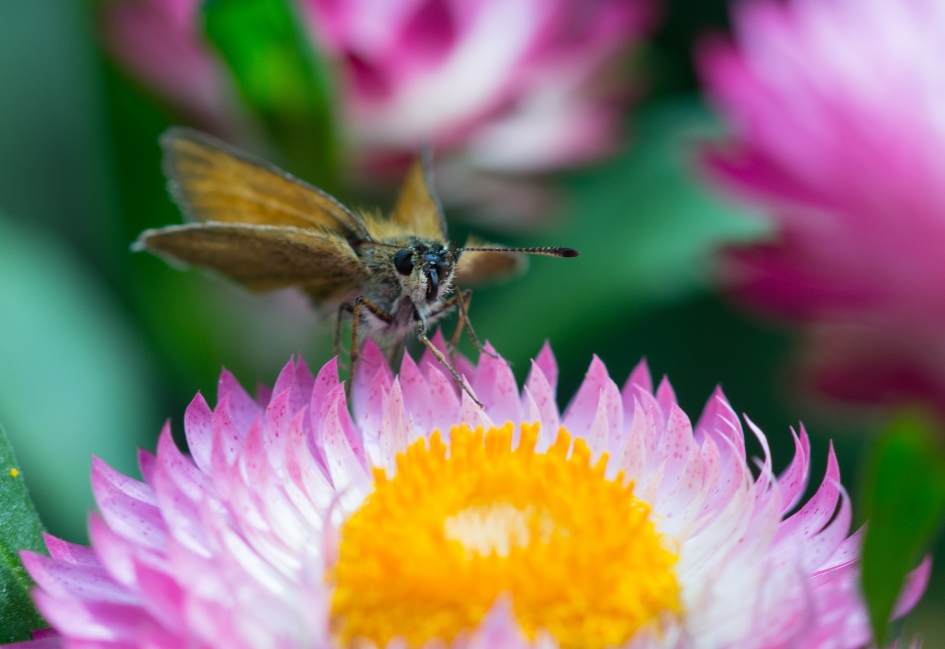 dikkopje - Geleedpotigen - 