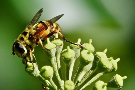 Doodskopzweefvlieg op klimop