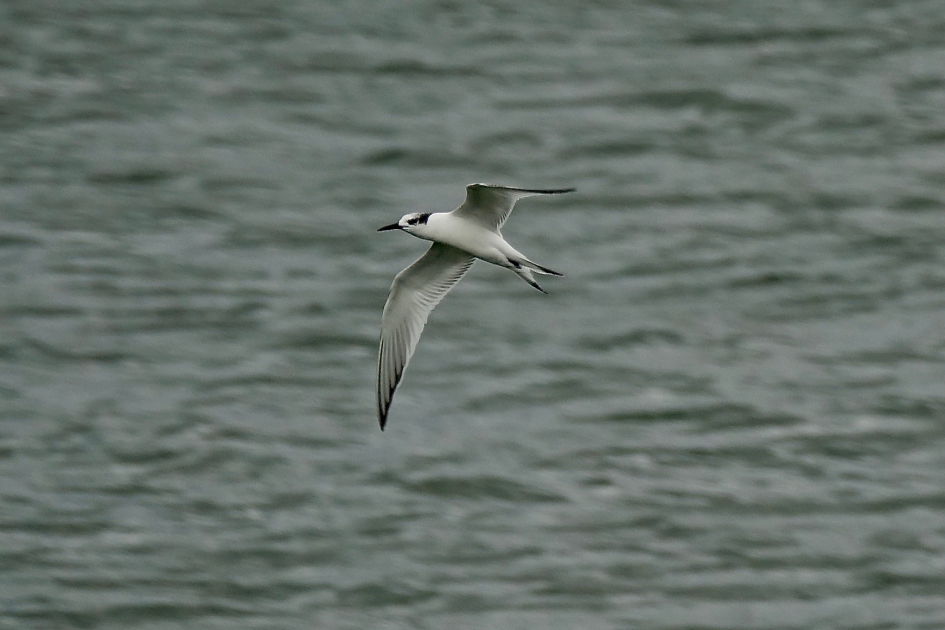 Doortrekker - Vogels - Grote Stern