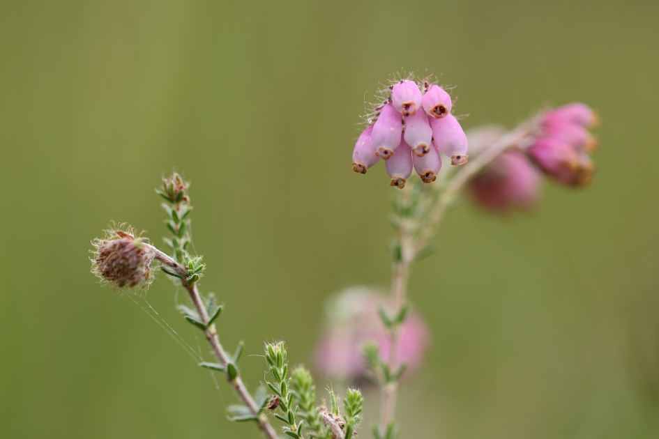 dopheide - Planten - 