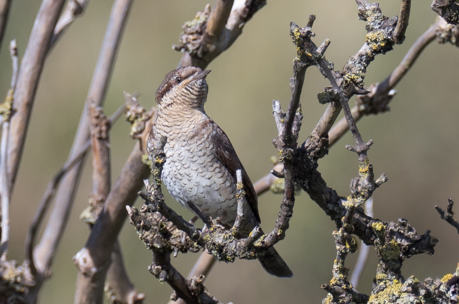 Draaihals - Vogels - Draaihals