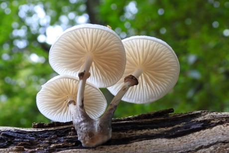 Driemaal is scheepsrecht