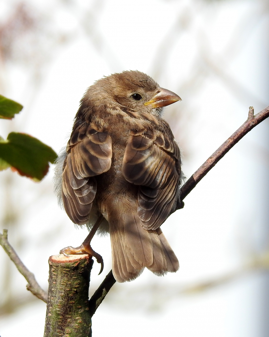 Dromerig dametje - Vogels - Huismus