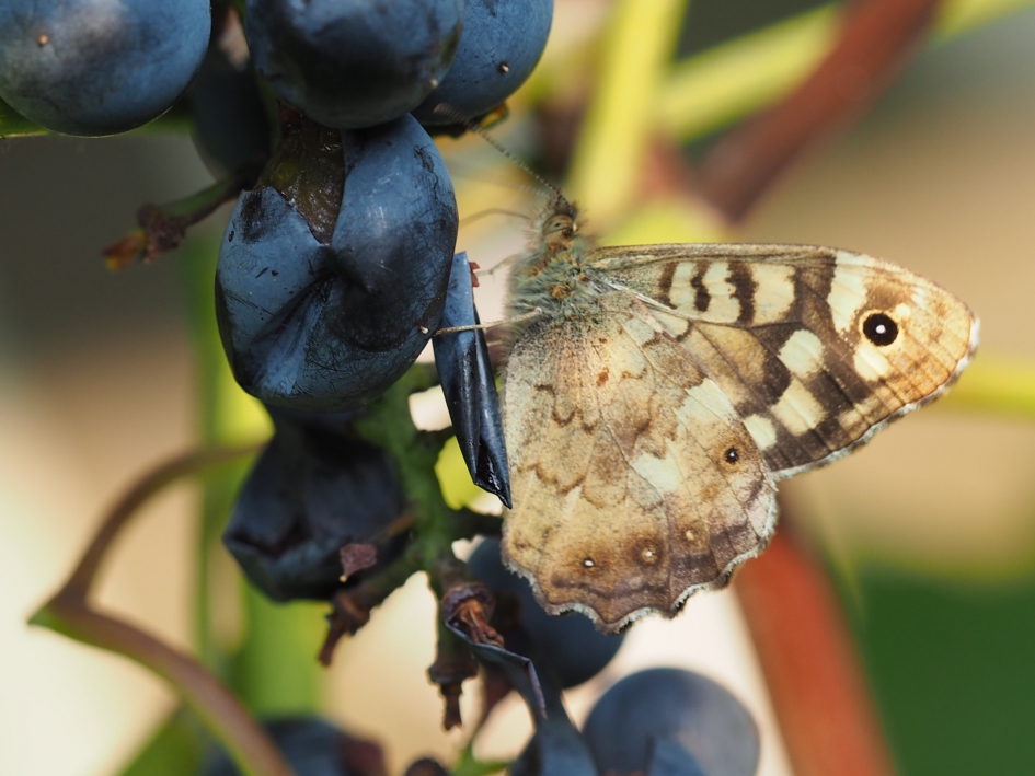 Druivensap - Geleedpotigen - Bont zandoogje