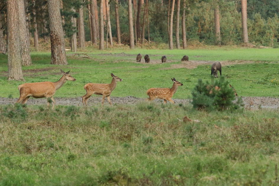 edelhert - v- - Zoogdieren - 