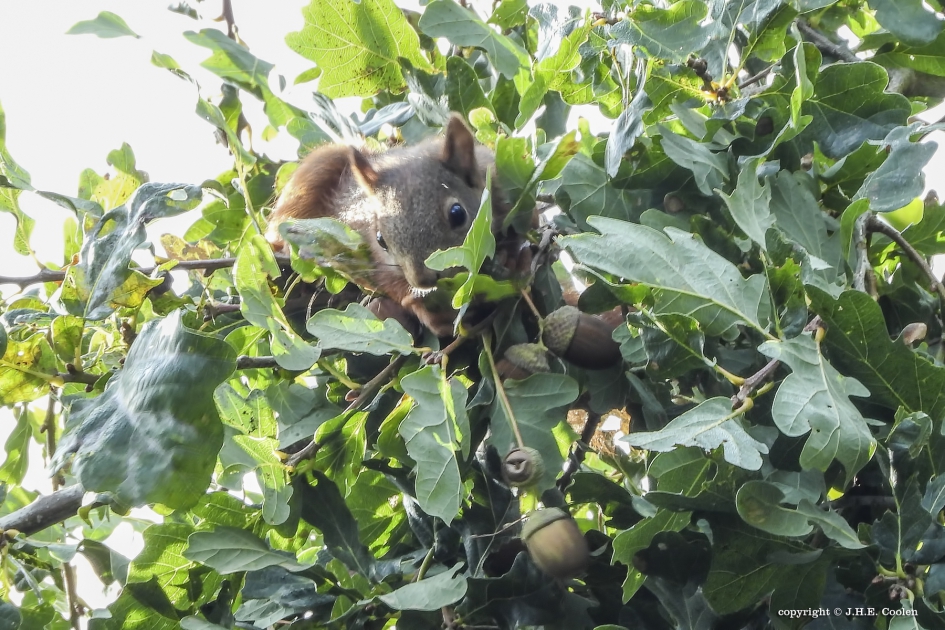 Eekhoorn - Zoogdieren - Eekhoorn