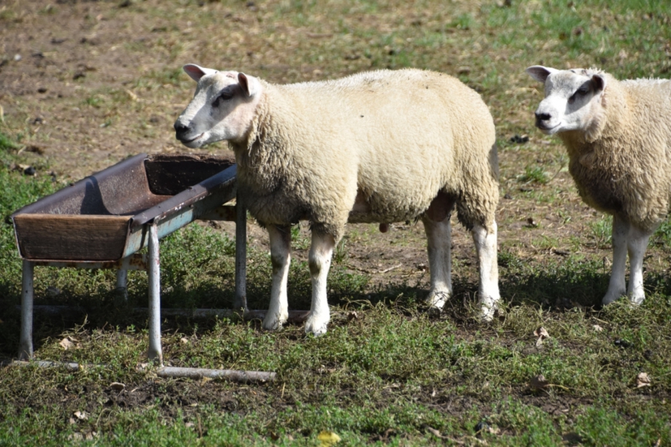 Een paar eenlingen - Zoogdieren - 