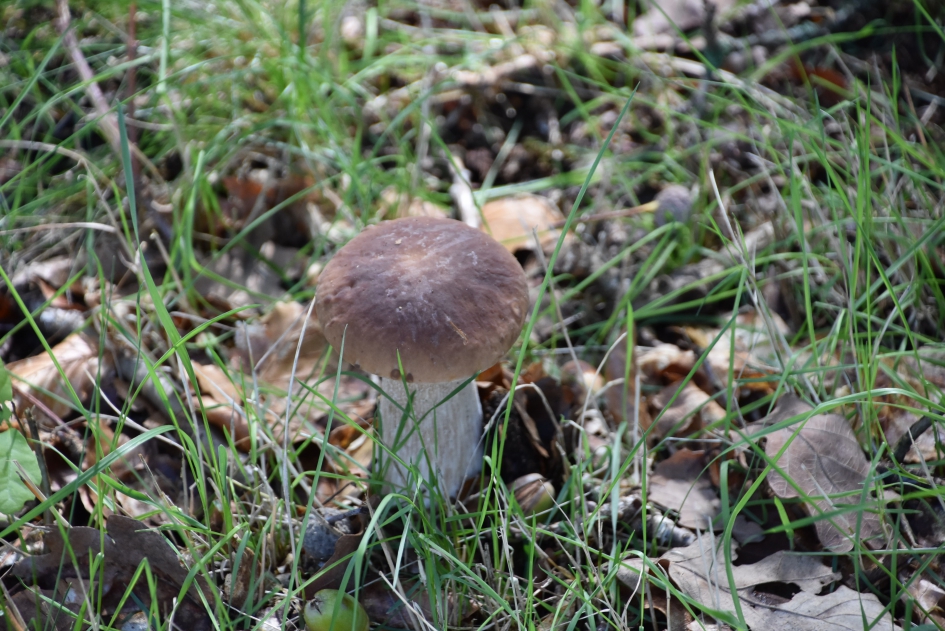 Een solo paddenstoel - Schimmels - 