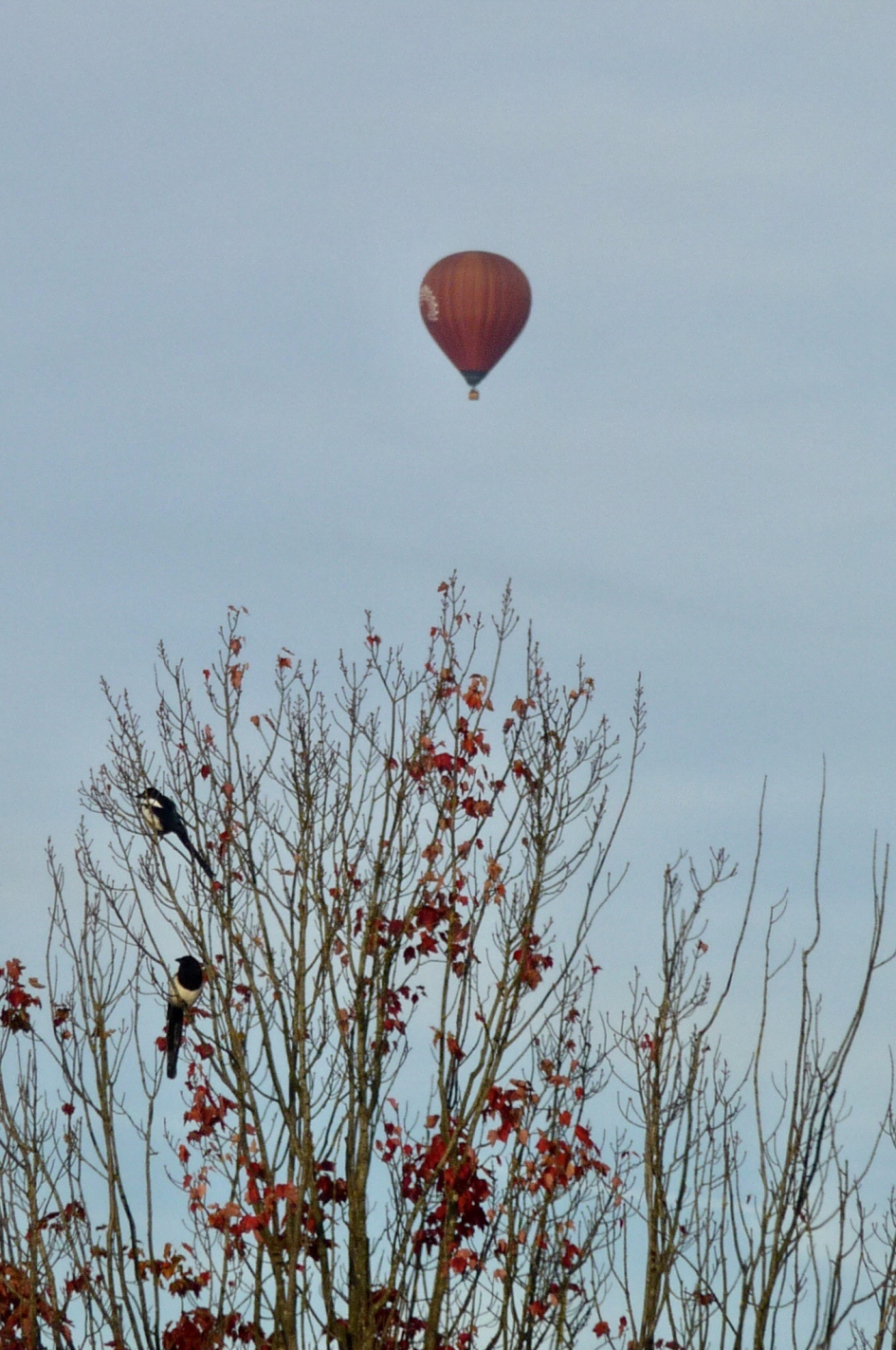 Eksters hoog in de boom - Vogels - 