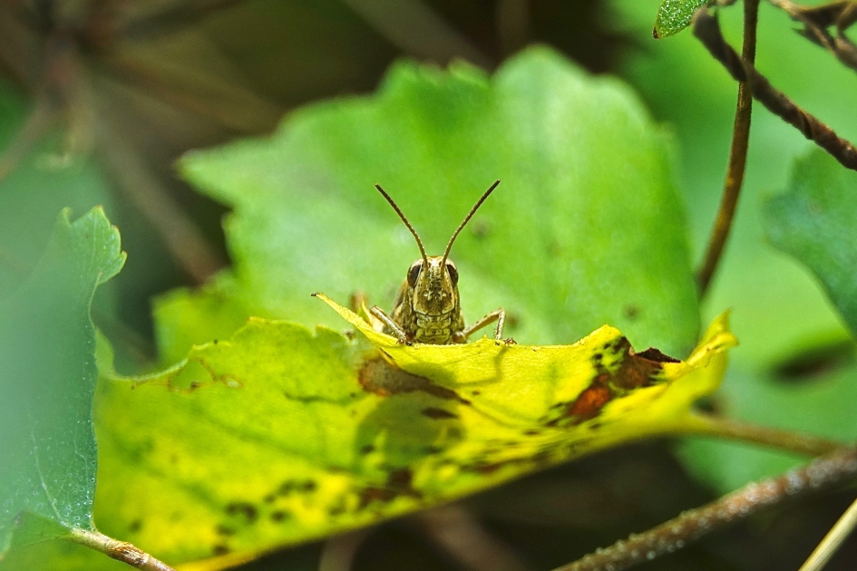 En wie ben jij? - Geleedpotigen - Sprinkhaan