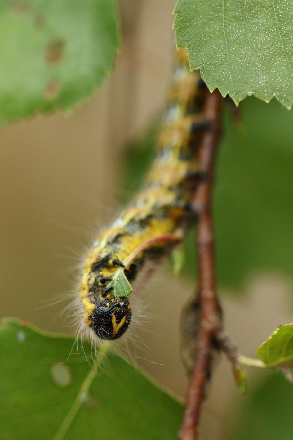 etende wapendrager - Geleedpotigen - 