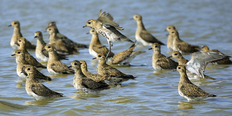 Even badderen ... - Vogels - Goudplevier