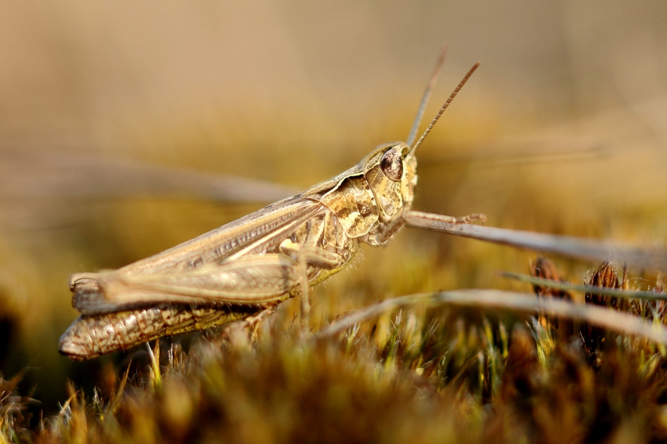 even leunen - Geleedpotigen - 