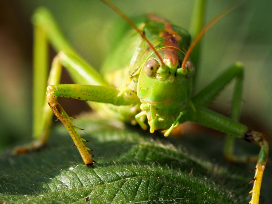 Face to face - Geleedpotigen - Sabelsprinkhaan