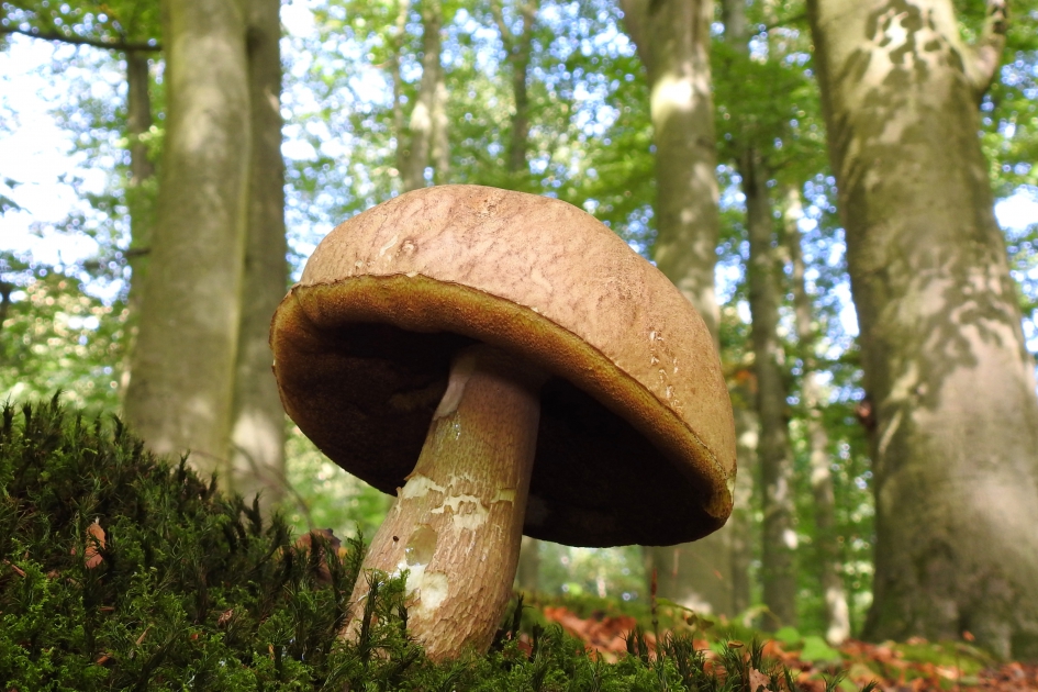 Flink aan de maat - Schimmels - Boleet