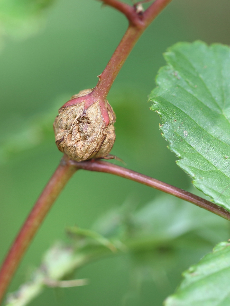 frambozentakgalmug - Geleedpotigen - 