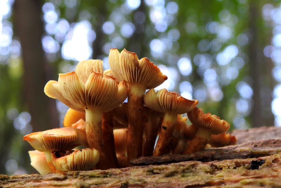 Frivool stel - Schimmels - Gewone zwavelkop