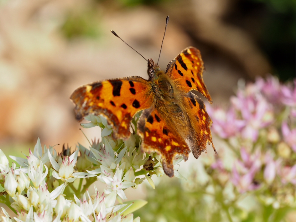 Gaaf - Geleedpotigen - Gehakkelde aurelia