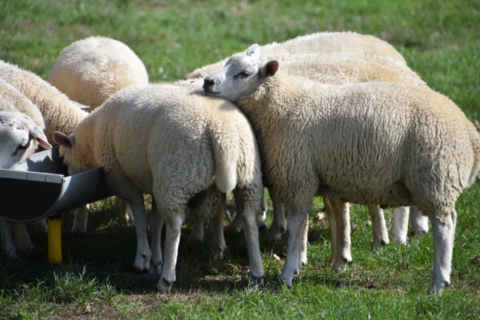 Geen ruimte - Zoogdieren - 